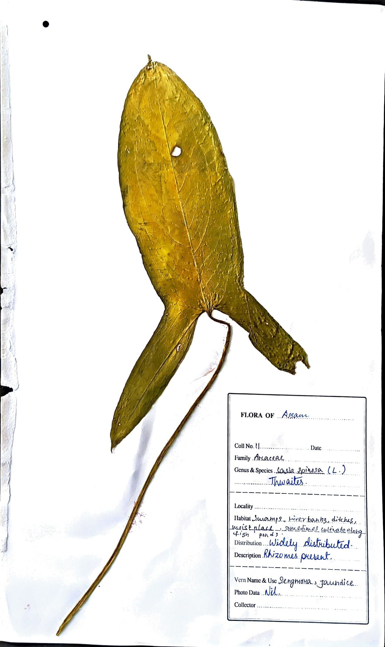 Chengmora (Ass.) (Herbarium)